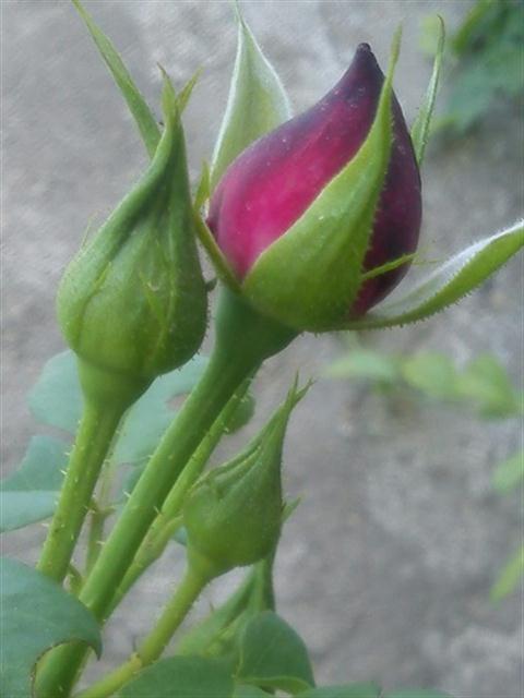تصویر پرسش و پاسخ گیاه